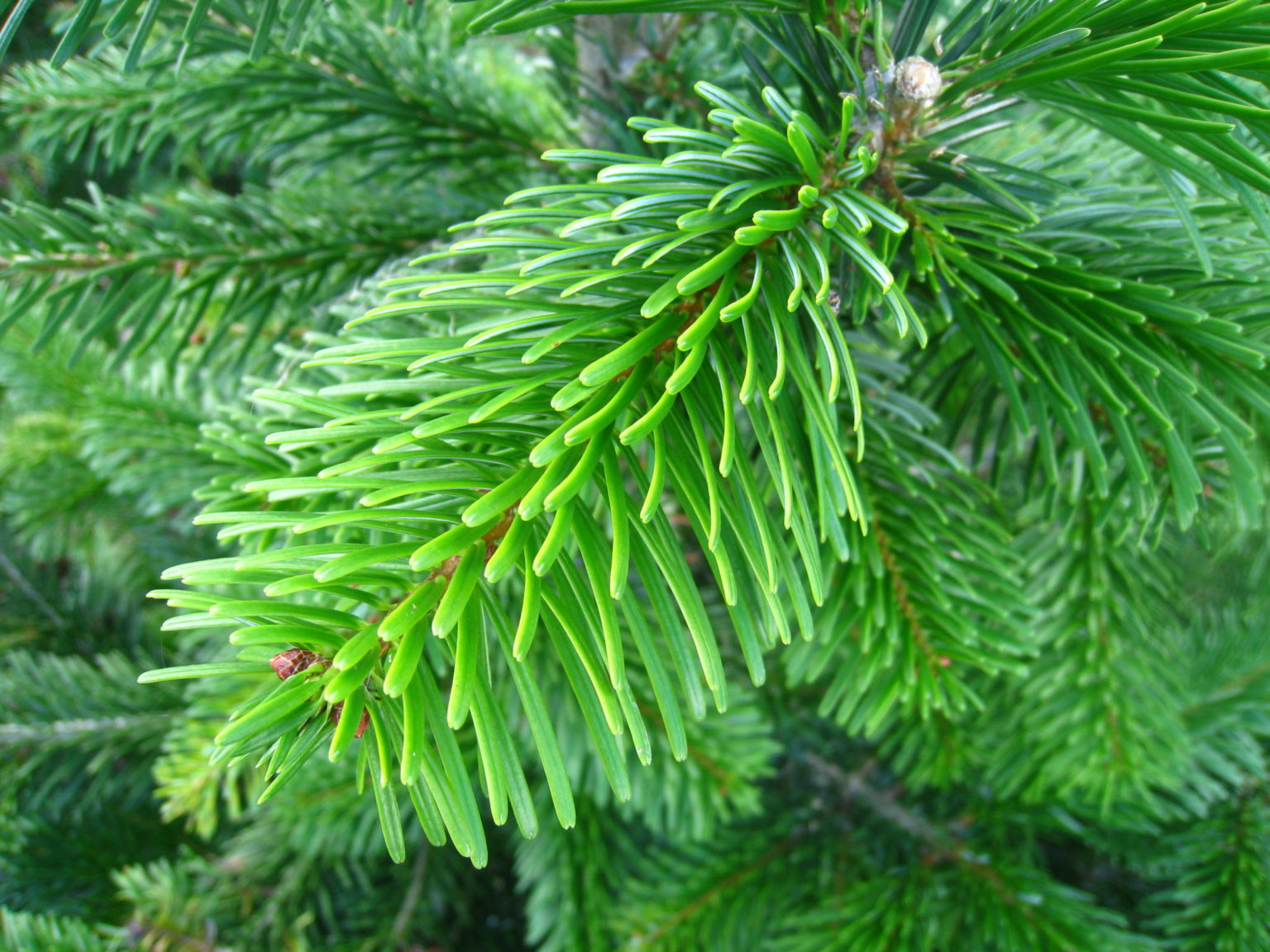 Sapin Nordmann Cm Production Horticole Carnoy Chanson