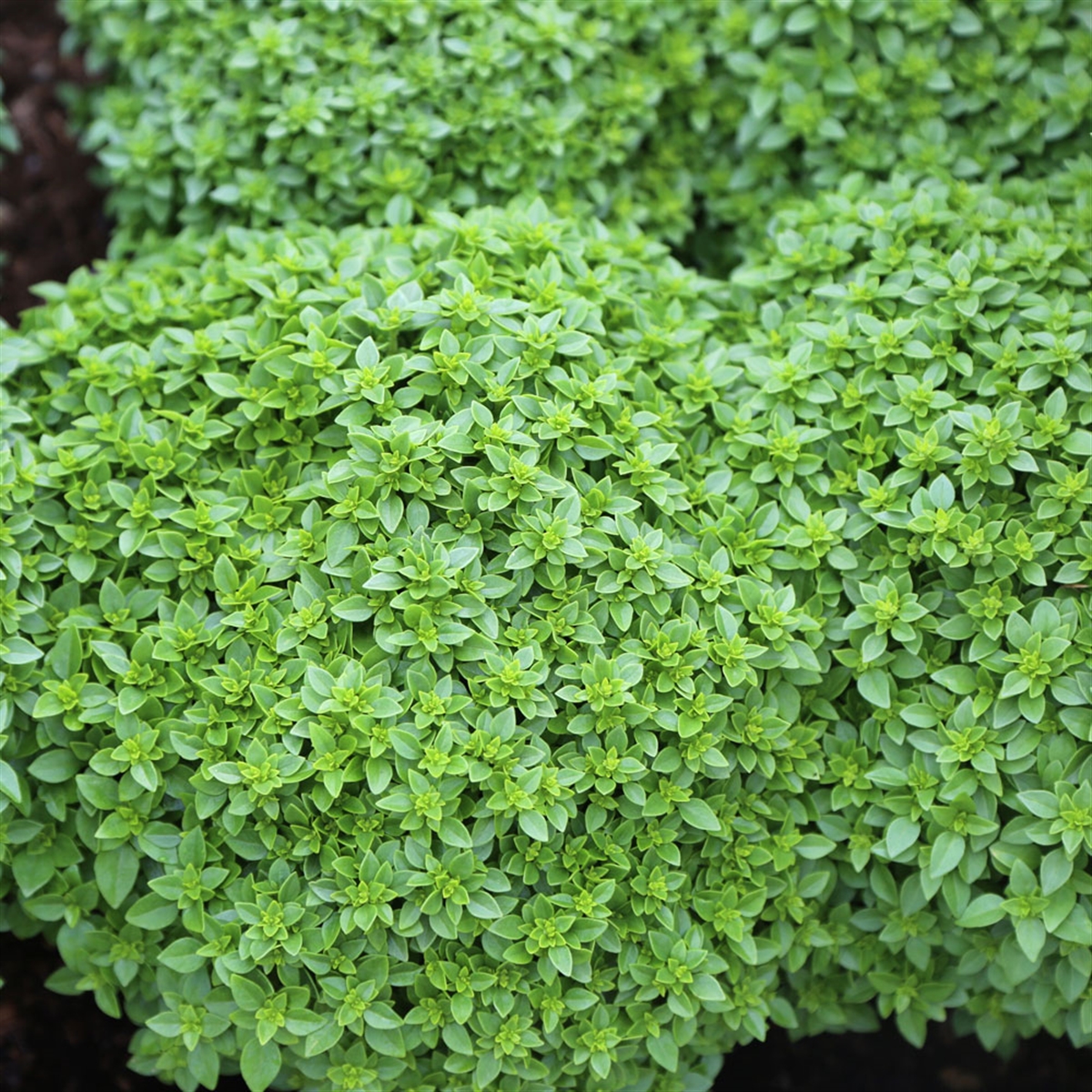 Basilic petites feuilles - Production horticole Carnoy-Chanson