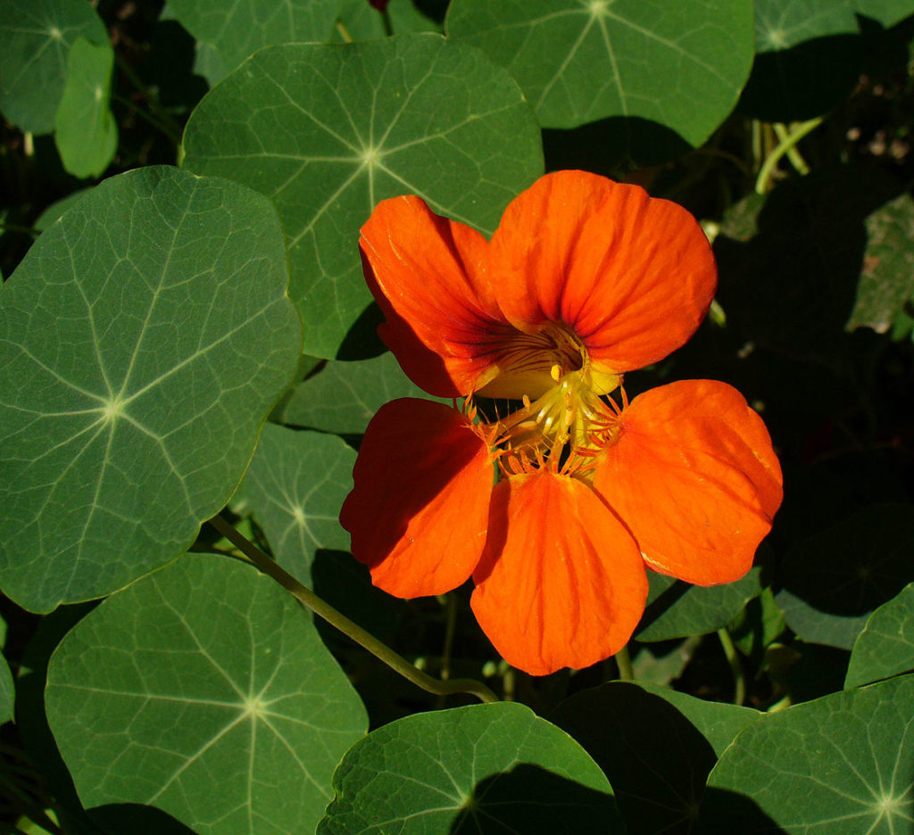 Capucine - Production horticole Carnoy-Chanson