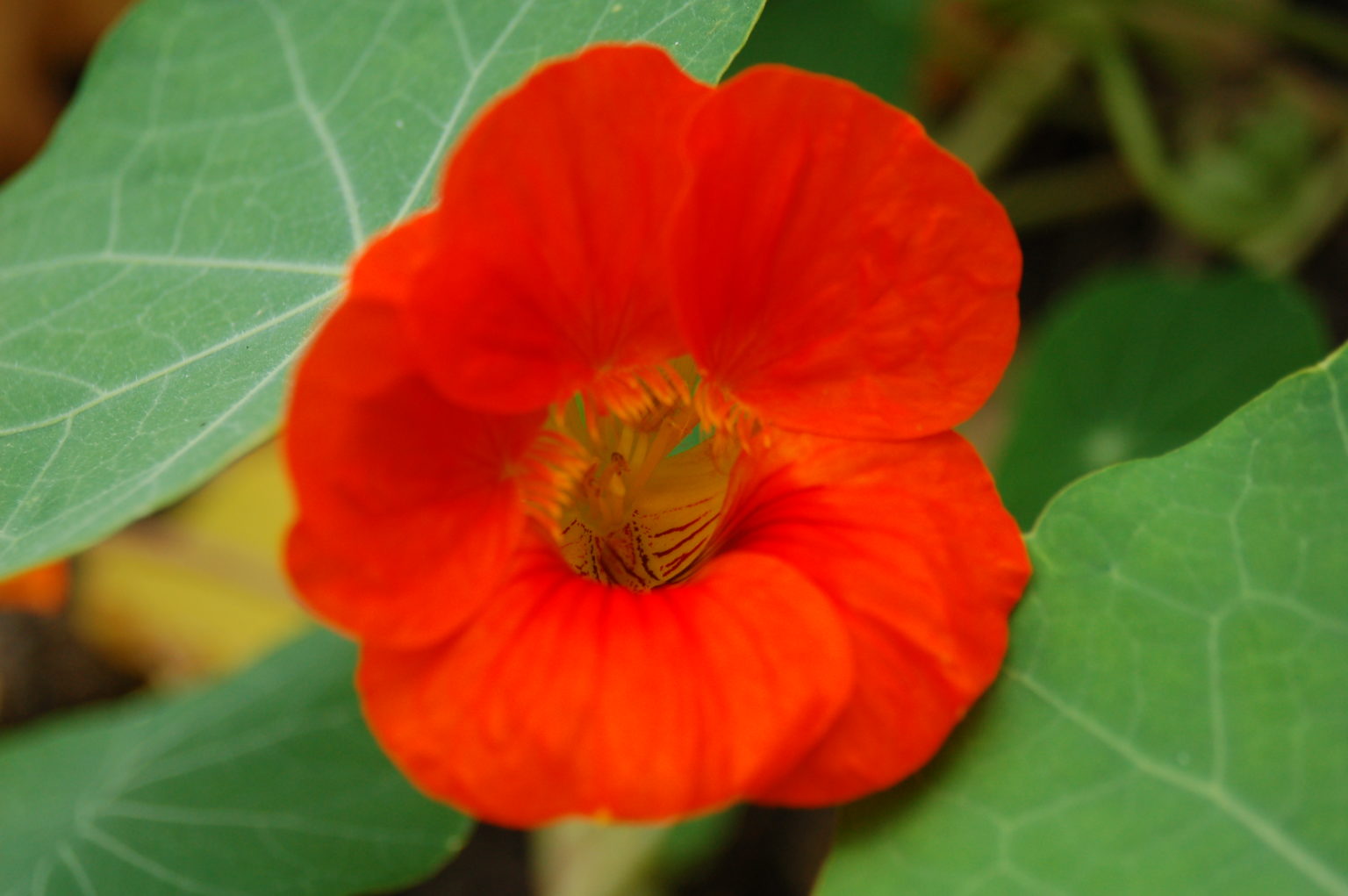 Capucine - Production horticole Carnoy-Chanson