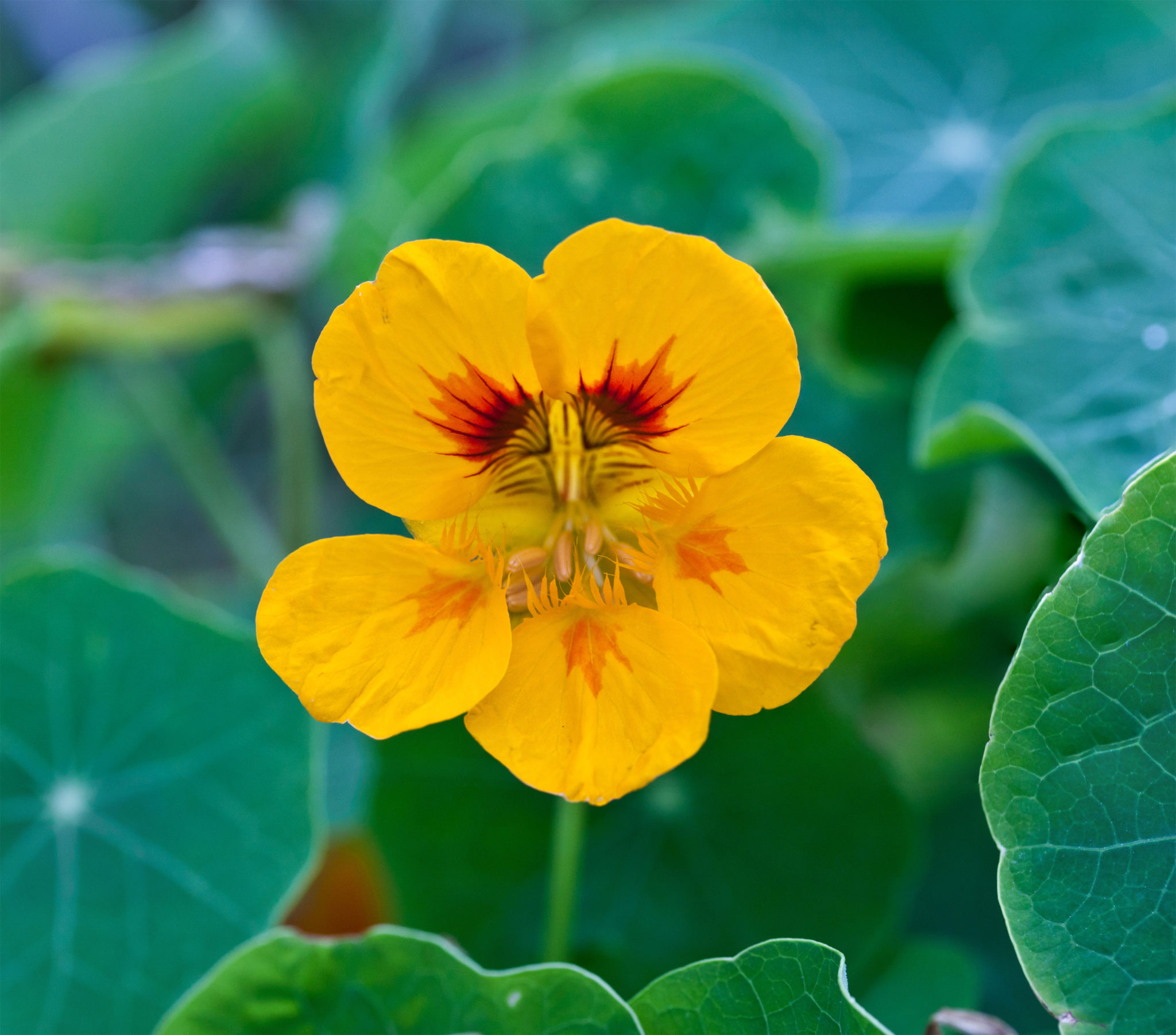 Capucine - Production horticole Carnoy-Chanson