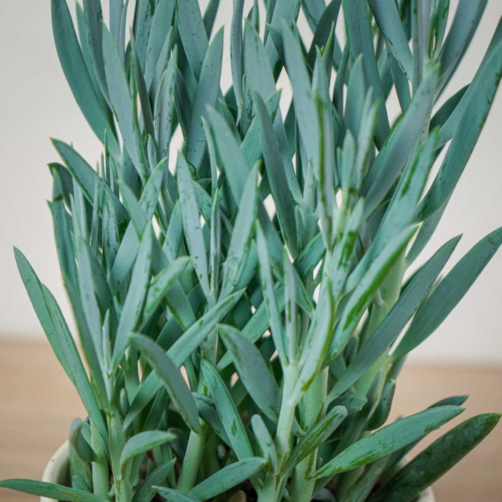 Senecio - Production Horticole Carnoy-Chanson